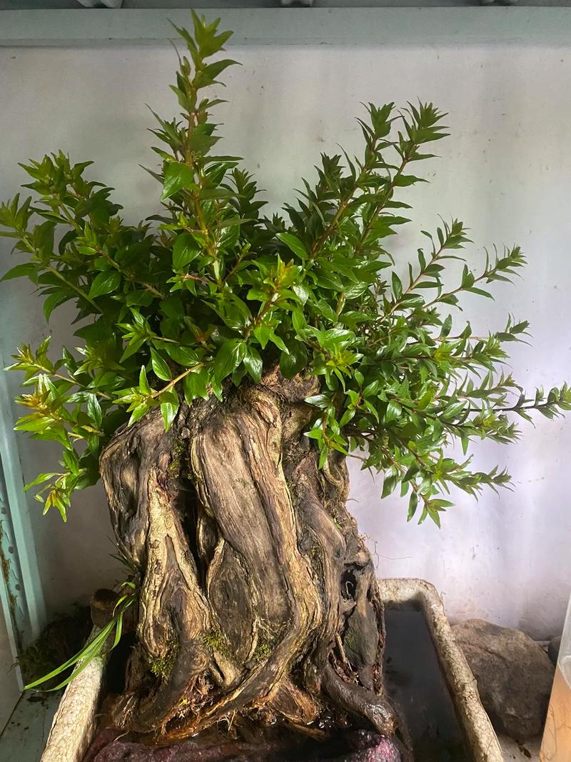 家里摆放杨梅是否符合风水讲究？