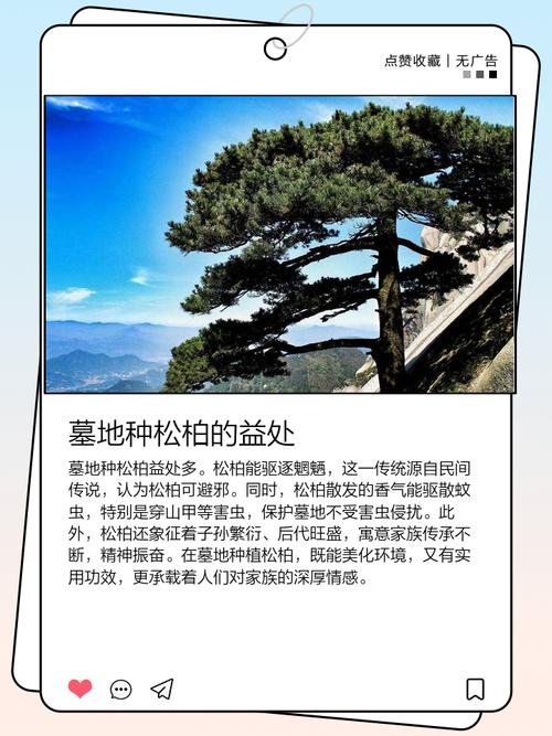 坟墓周围种植松树，这样的风水布局怎么样？