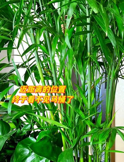 植物作为隔断会对家居风水产生怎样的影响呢？