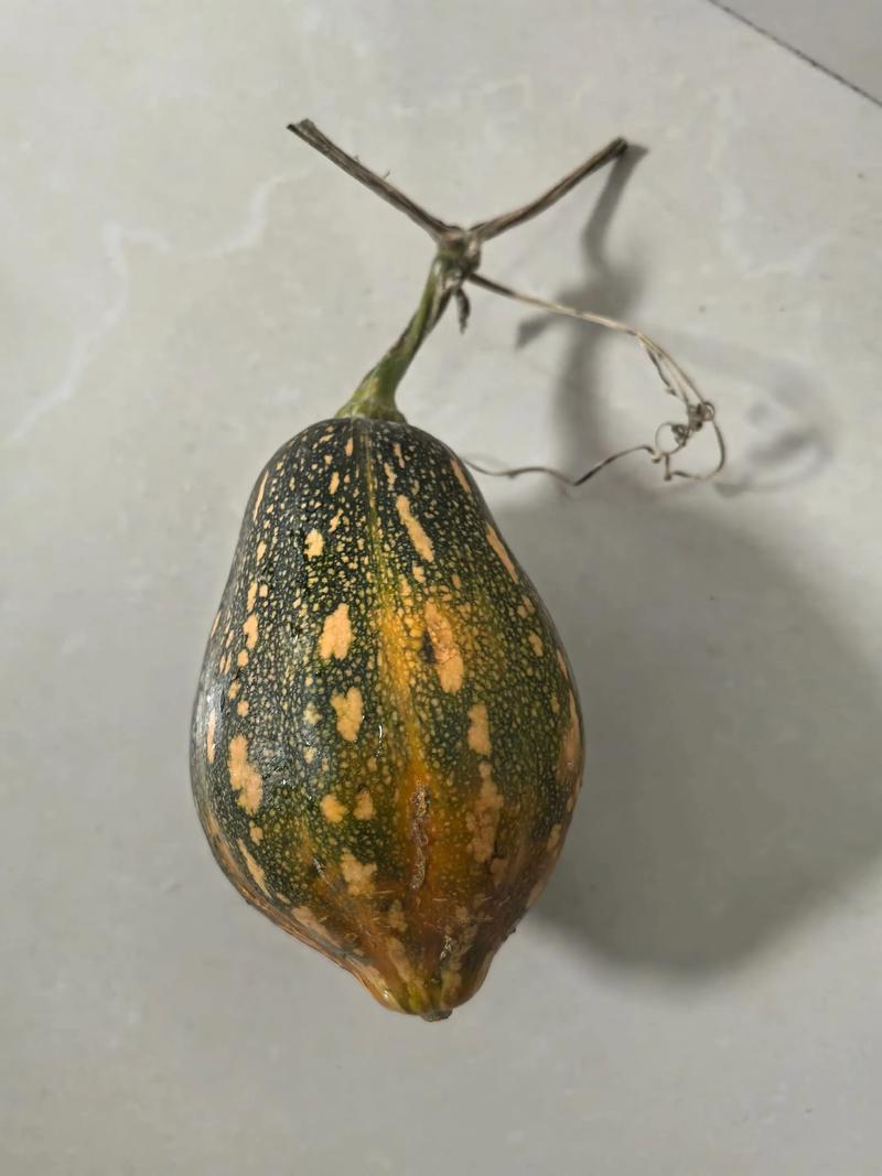 阳台种植南瓜会对家宅风水产生什么影响？