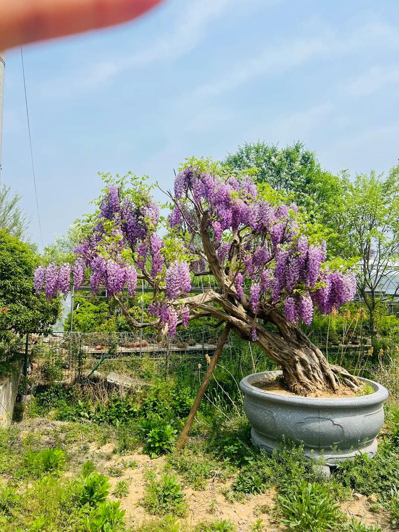 紫藤风水摆放时有哪些禁忌需要注意？