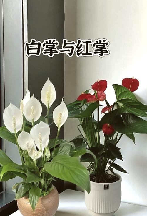 红掌和白掌在风水上是否具有相同的摆放禁忌？