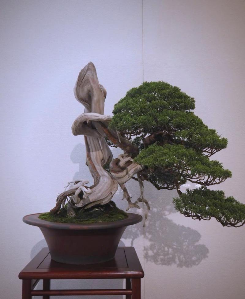 松柏木女孩适合摆放哪种风水摆件？