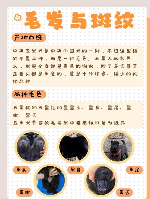 家里养黑狗真的会对风水产生不良影响吗？