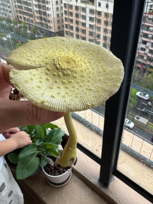 阳台适合晒蘑菇吗？这样的风水布局合适吗？