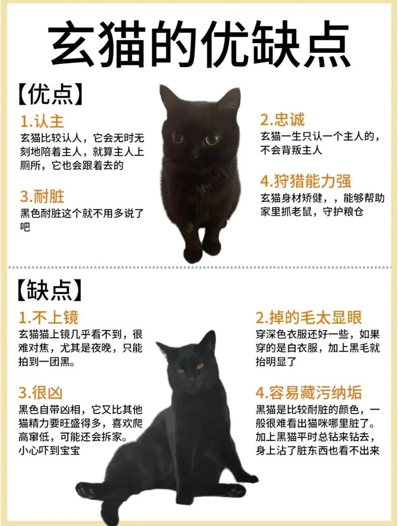 哪种命理的人最适合养什么猫以旺运？