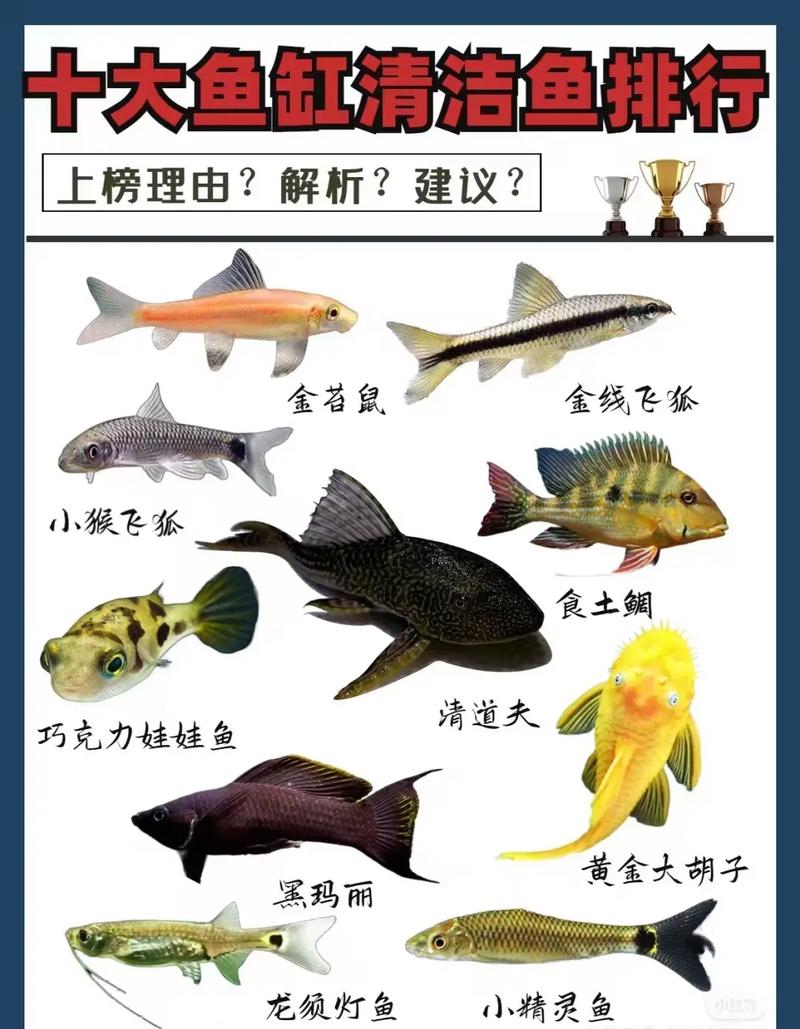 风水学中清洁工算鱼时，应该数多少条鱼才算吉利呢？