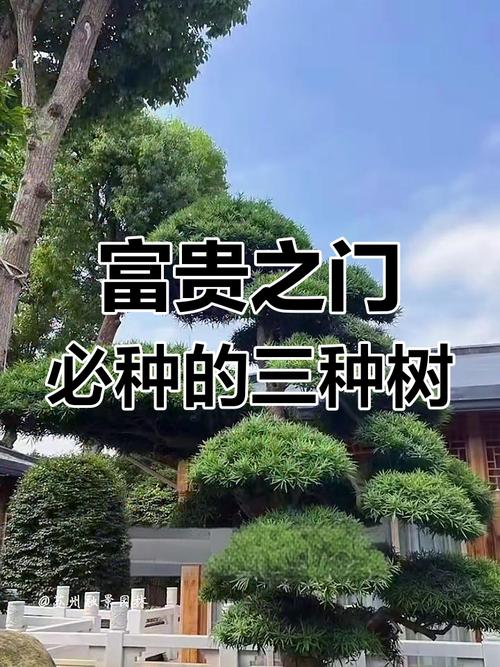 住宅风水大门前摆放树木有什么讲究吗？