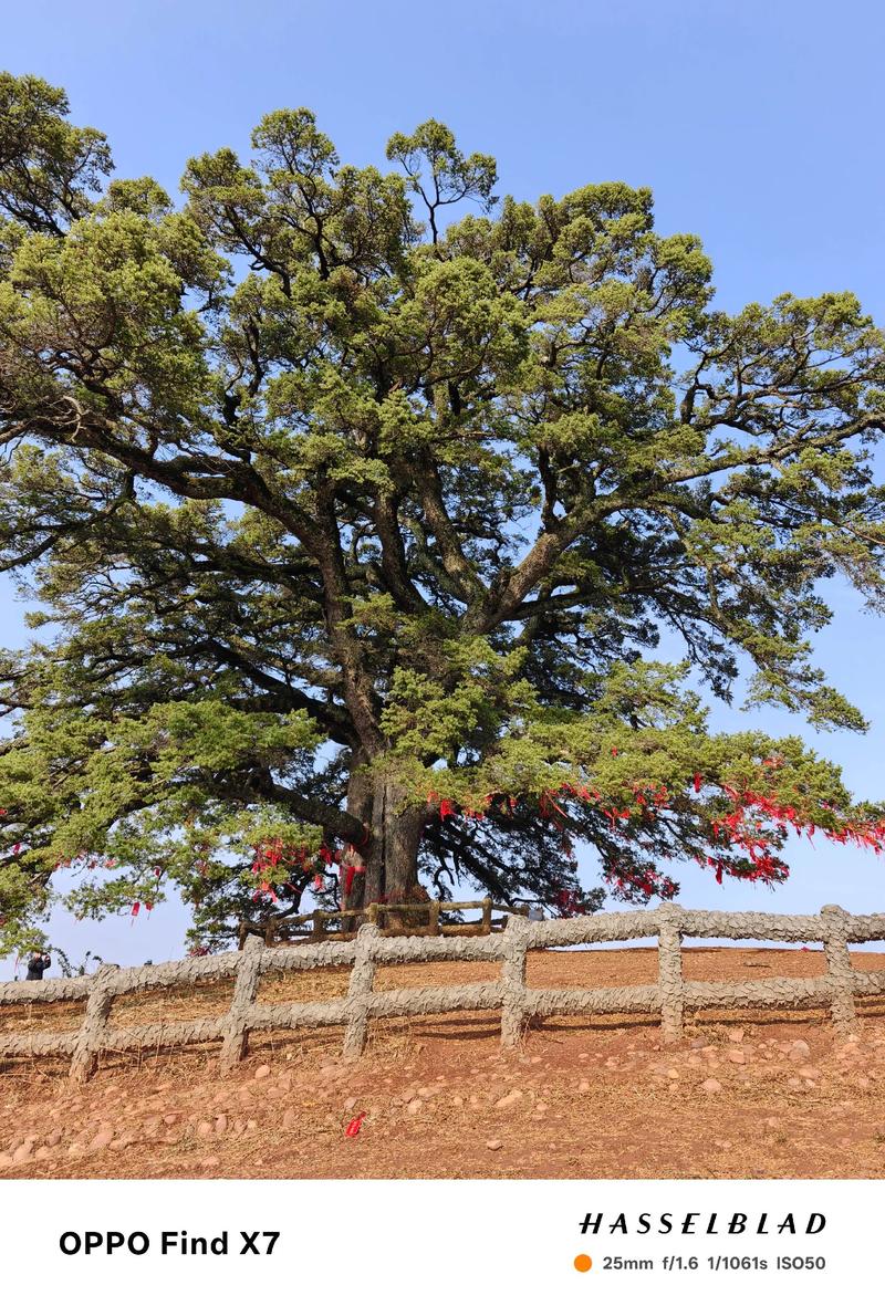 西北地区适合种植树木，这里的自然环境风水怎么样呢？
