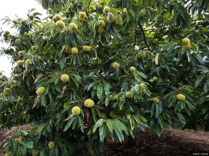 栗子树风水好，寓意吉祥吗？