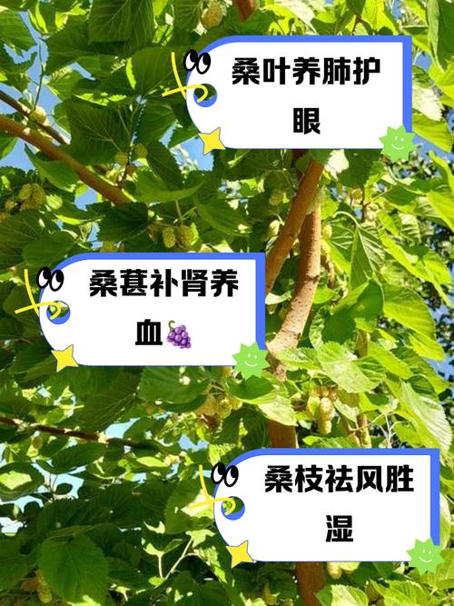 桑树种植时有哪些风水讲究和禁忌需要注意？