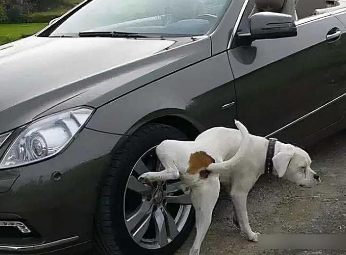 别人车上被尿了会影响风水吗？