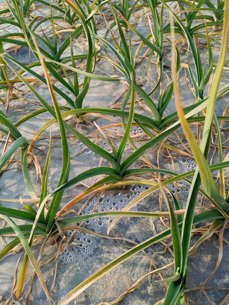 新坟地种植大蒜对风水有影响吗？