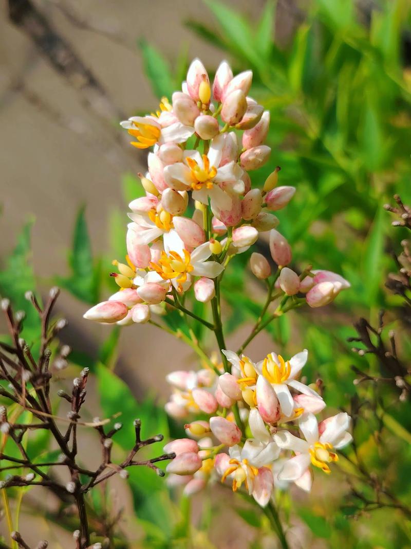 南天竹对风水有益吗？它开花吗？