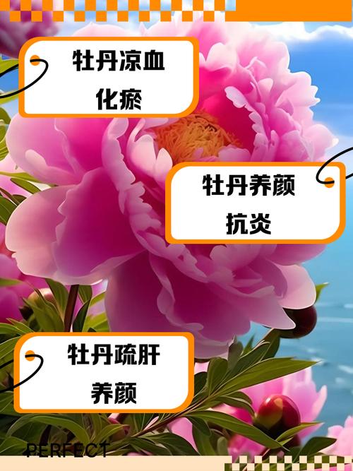 家里养牡丹花风水怎么样？对家居风水有好处吗？