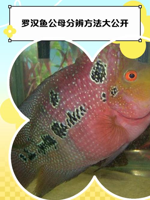 罗汉鱼与风水之间是否存在某种神秘的联系呢？