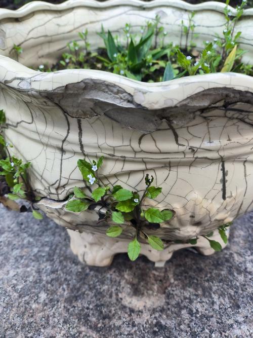 裂缝花盆对家居风水有影响吗？