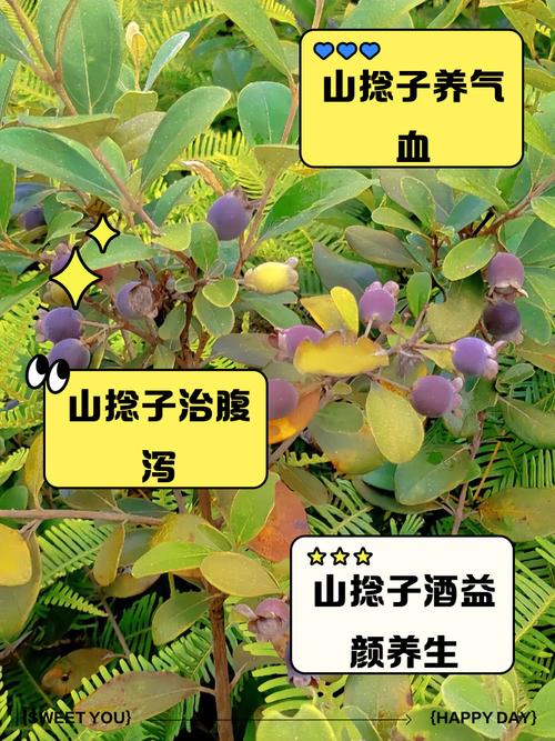家种山捻子这种做法是符合风水讲究的吗？
