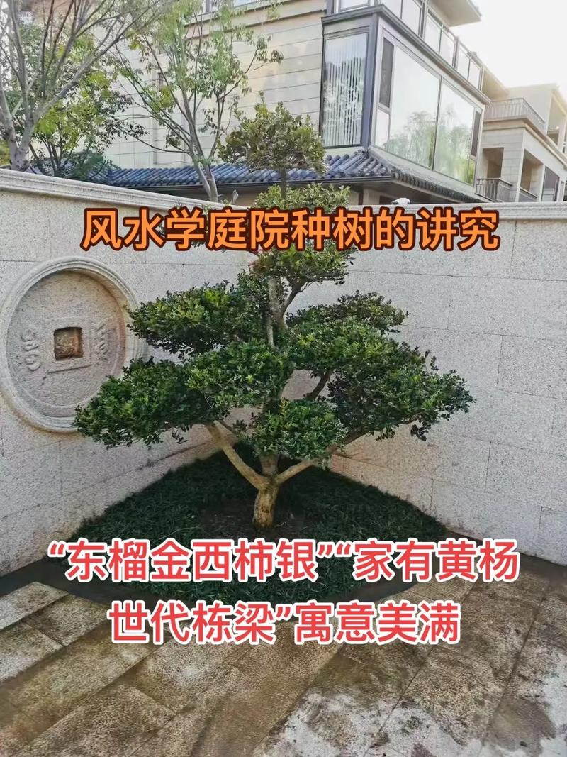 为什么风水学中讲究的庭院布局不能种植树木？