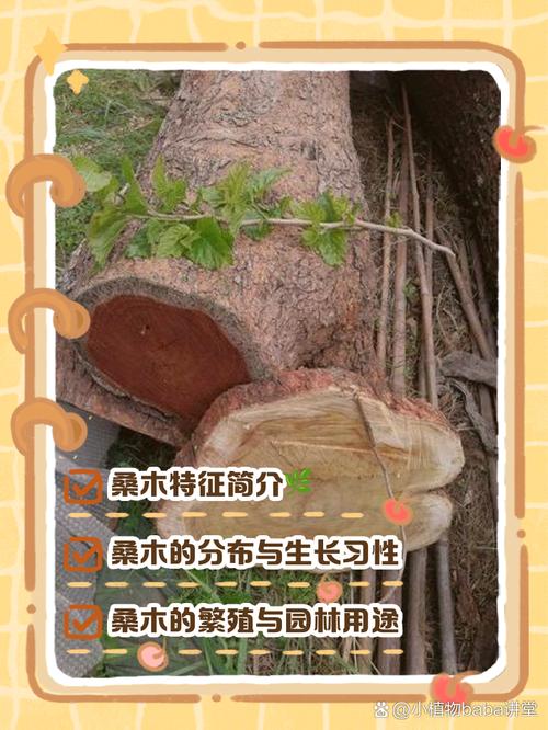 桑松木命与哪种命相配最吉利？桑柘木的功效与作用有哪些？