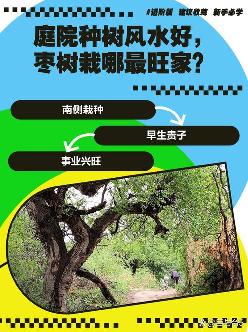 家里种枣树对风水有影响吗？寓意吉利吗？