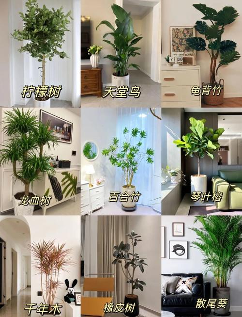 广东地区种植绿植时，是否特别讲究与风水相关的布局和摆放技巧？