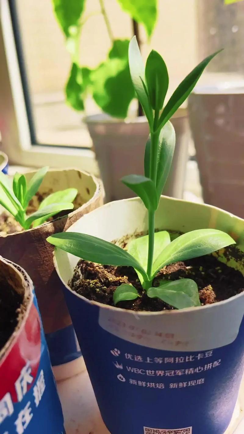家里用牙签插花盆会影响风水吗？