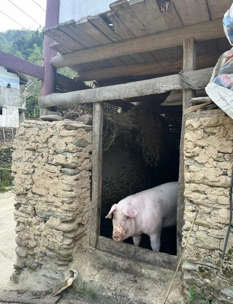 猪圈的位置或布局真的会对家宅风水产生重大影响吗？