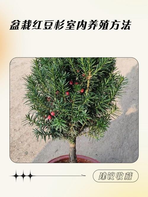 红豆杉适合在风水学家里种植吗？