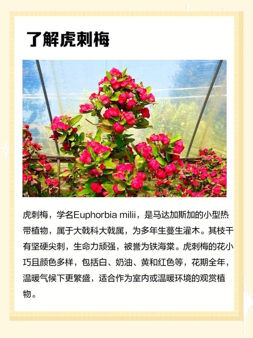 墙根处种花对风水有影响吗？
