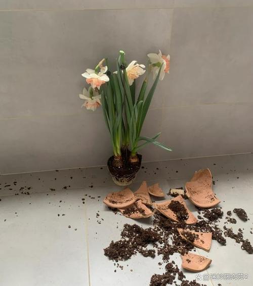 花盆破裂对家居风水有影响吗？