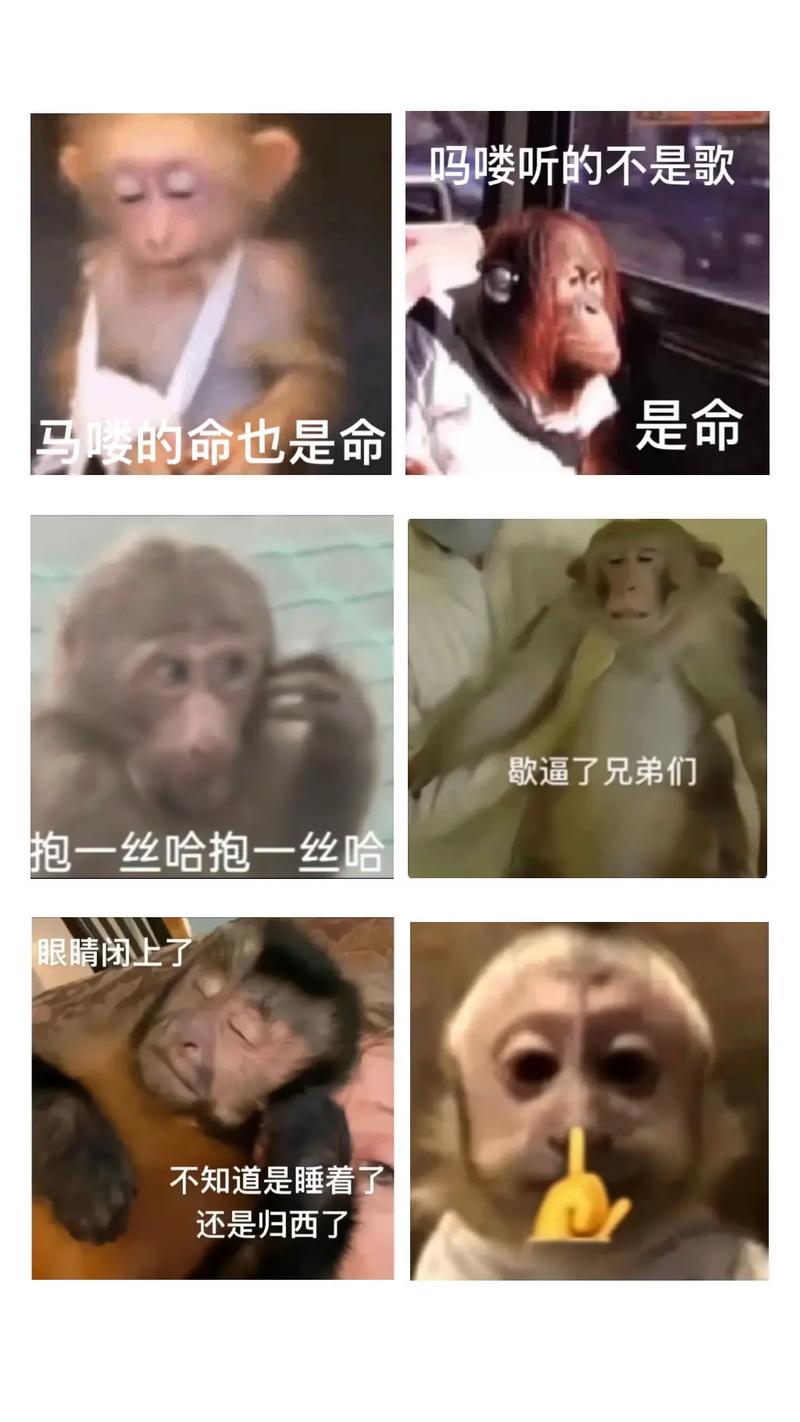 马喽的命也是命，那我的命也是命吗？这命也是命吗？