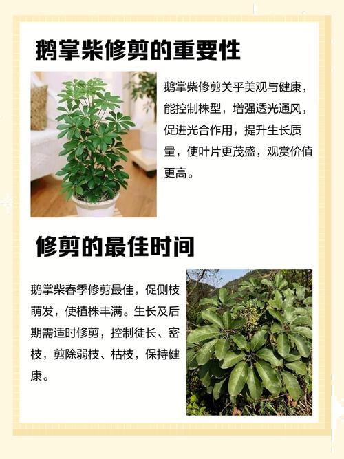 秋天风水上修剪树木需要注意什么？