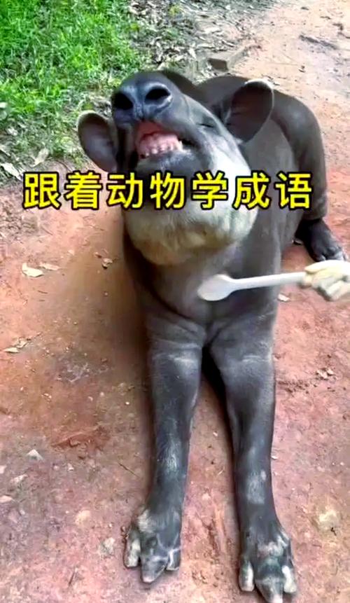 走路大摇大摆的动物是哪个生肖？