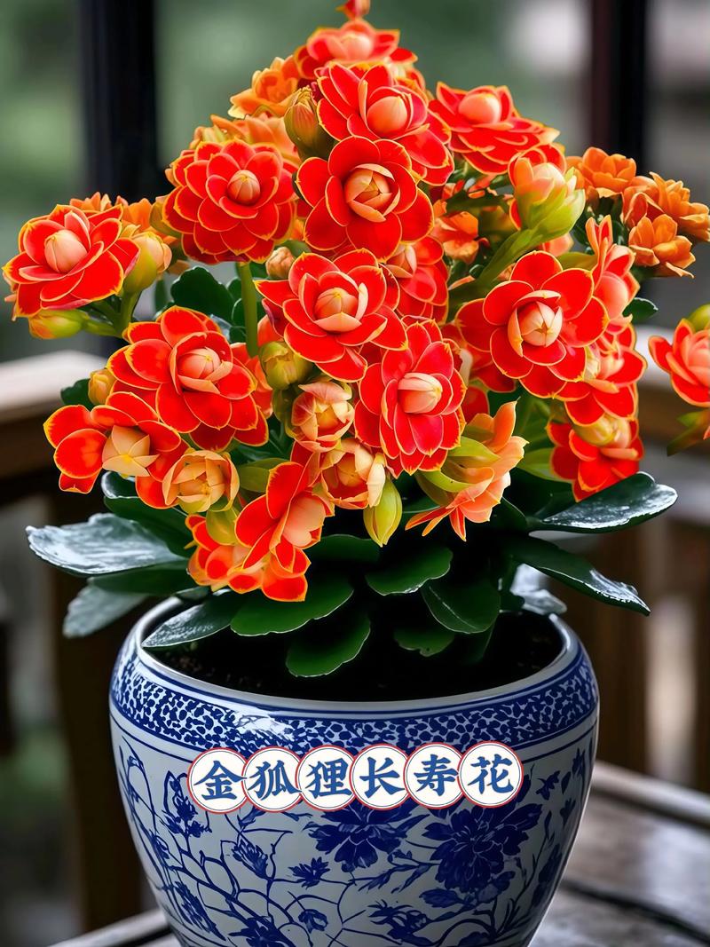 金命火命养什么花旺财？