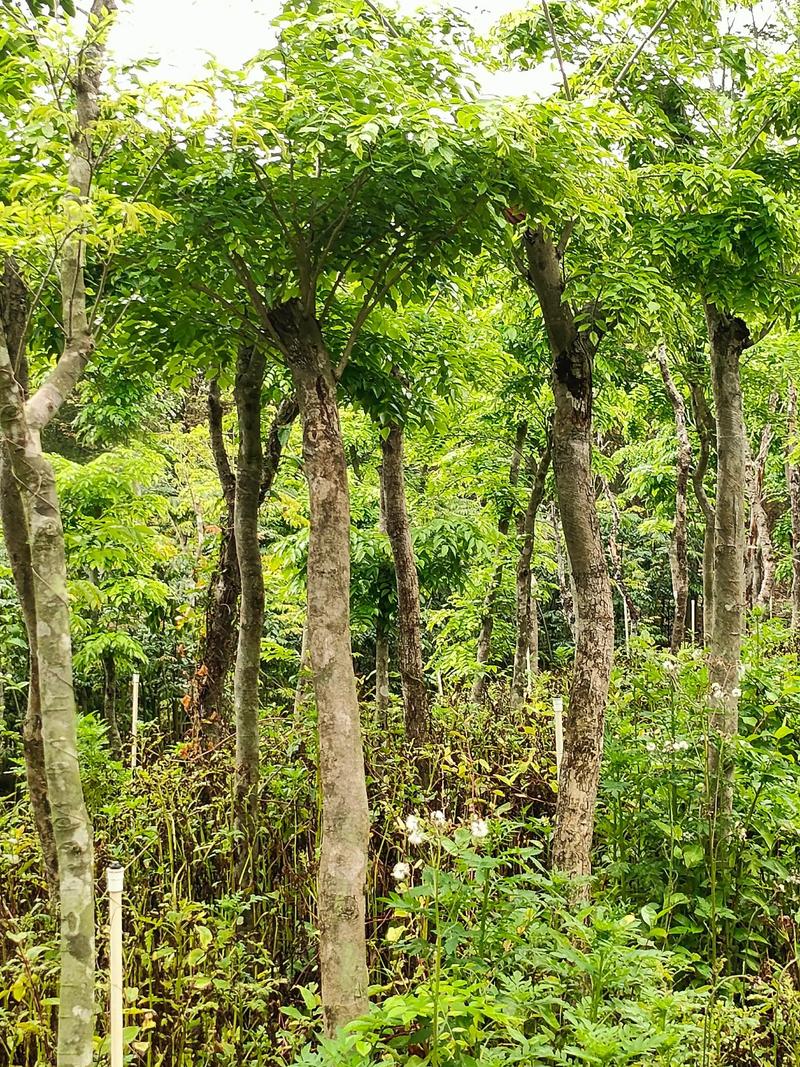 海南地区有哪些具有独特风水意义的树种可以种植？
