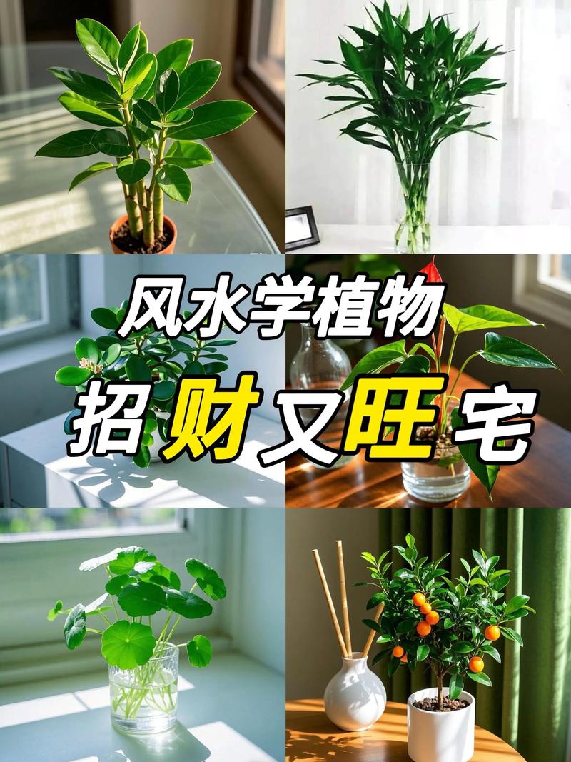 植物真的能改变家里的风水，带来好运吗？