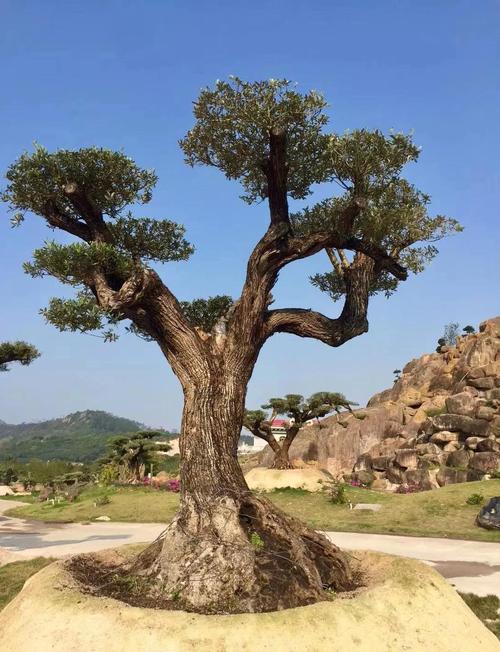 橄榄风水上是好树吗？适合种植在哪些方位和环境中？