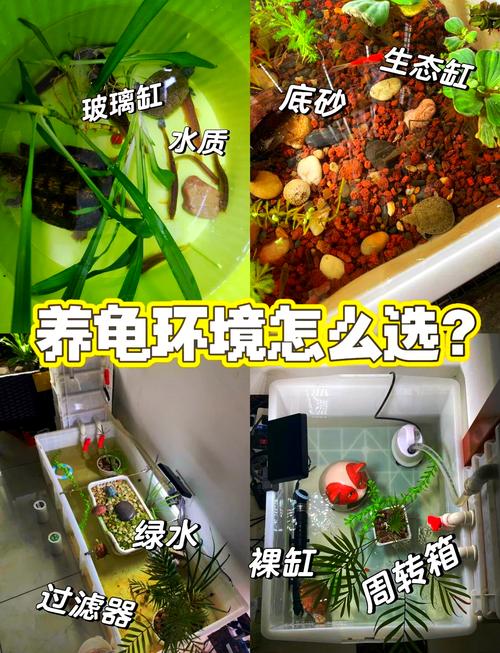 养龟的环境对风水有影响吗？如何选择最佳位置和布局？