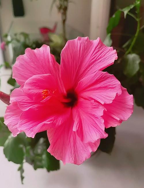 室内摆放扶桑花有哪些风水忌讳需要注意？