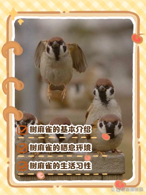 麻雀栖息在房子周围，这与住宅风水有何关联呢？