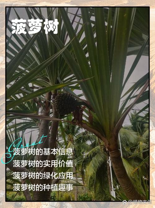 在家种植波罗树会对家居风水产生怎样的影响呢？