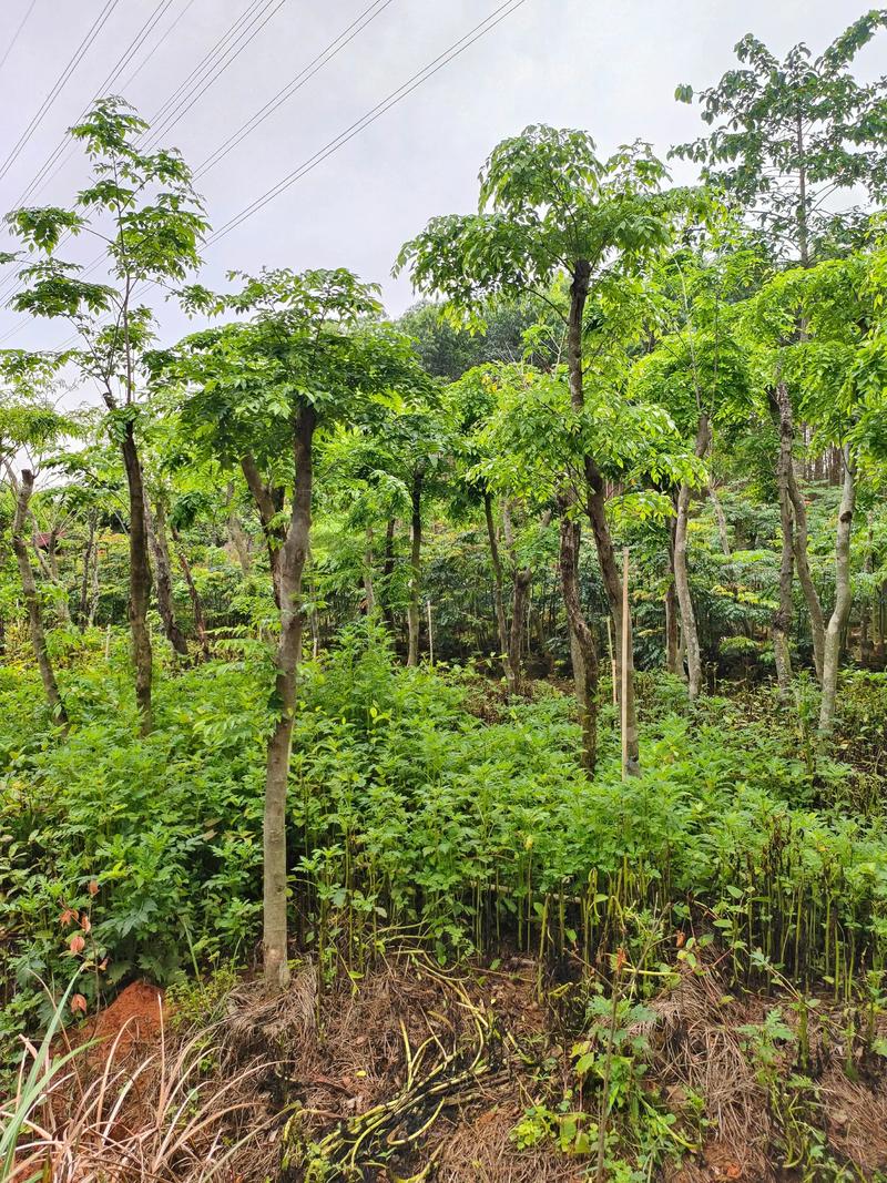 海南地区有哪些具有独特风水意义的树种可以种植？