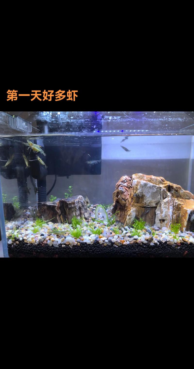 鱼缸里能养红尾虾吗？这样的风水布局合适吗？