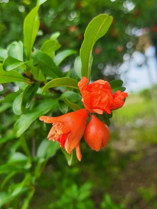 石榴木命适合养什么花，能带来财运和好运？