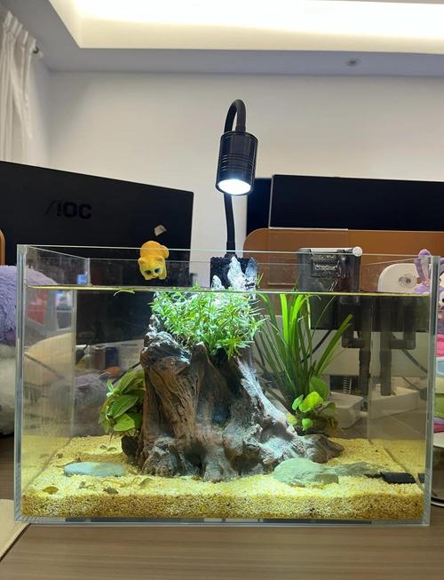 水族箱养鱼的风水讲究有哪些，对家居环境有影响吗？