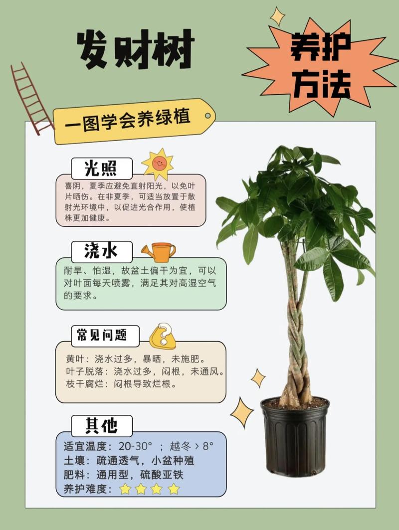 植物风水讲究有哪些具体细节需要注意？