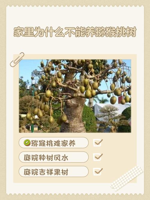 猕猴桃种植在宅前是否违背了传统风水原则？