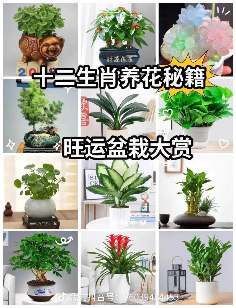 生肖属猪的人命里缺少什么，适合养什么植物来弥补？