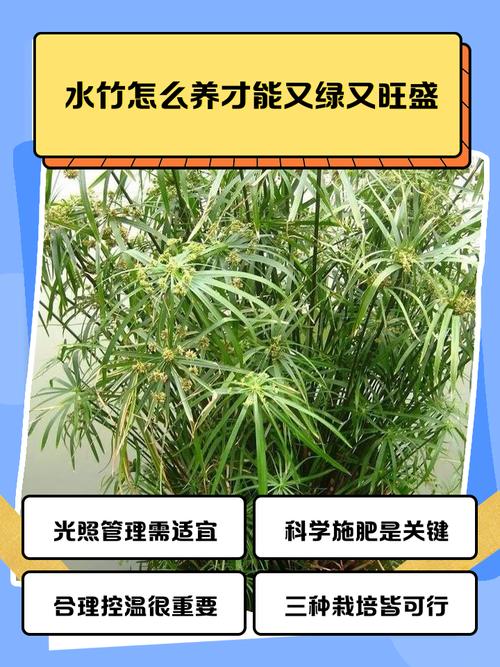 水生竹子风水与乳腺炎之间是否存在关联？